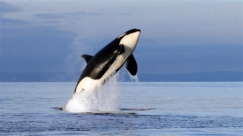 Southern Resident Orca Population Hits 30 Year Low In Salish Sea