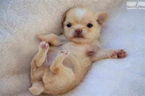 Meet Sweet Pea A Cute Chihuahua Puppy For Sale For 2000