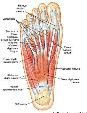 The extrinsic muscles of the foot originate from the anterior, posterior and lateral compartments of the leg. Muscle Anatomy Of Foot Radiology - Musculature | Radiology Key / Medial side of base of proximal ...