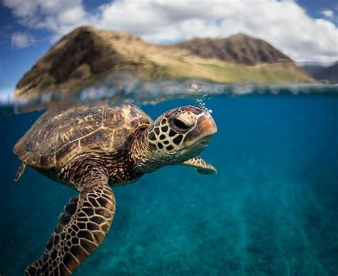 A Turtle Swimming In The Ocean With Mountains In The Background