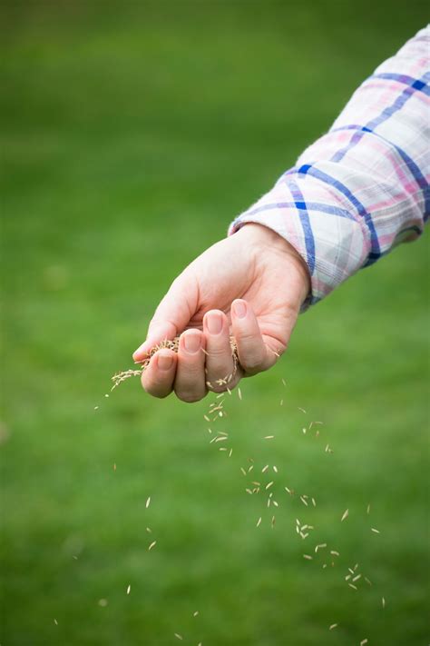 How to protect my garden from birds. Protecting your garden from birds - Which? Gardening Helpdesk