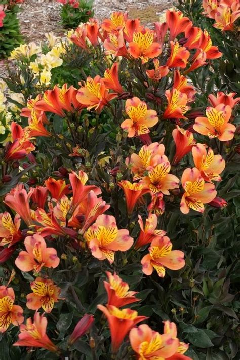 Summer flowers & gifts summer of smiles ® it's the season to celebrate, and we have more ways than ever to send a smile! Alstroemeria Indian Summer | Planting flowers ...