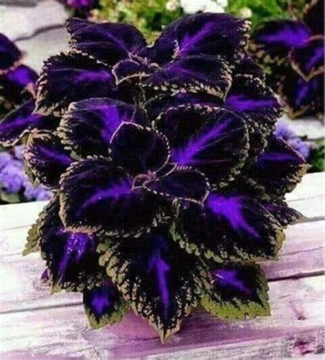 25 Seeds Black Purple Coleus Flowers Easy To Grow Garden Ebay