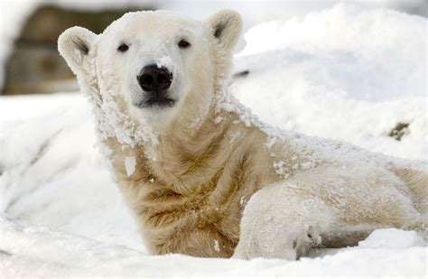 Remembering Knut Polar Bear Will Be Given Home At Natural History