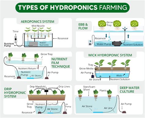 Hydroponic Farming In India How To Start Hydroponic Cultivation