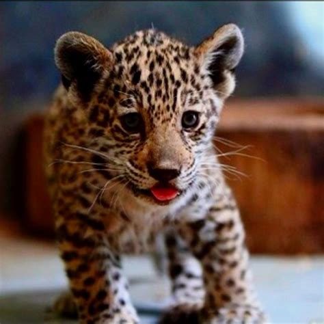 Baby Leopard Animals Baby Animals Baby Leopard