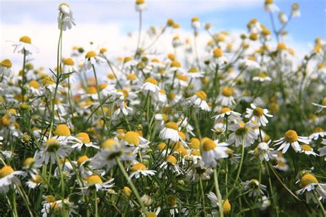 Camomile Field And Blue Sky Stock Photo Image Of Green Meadow 65171848