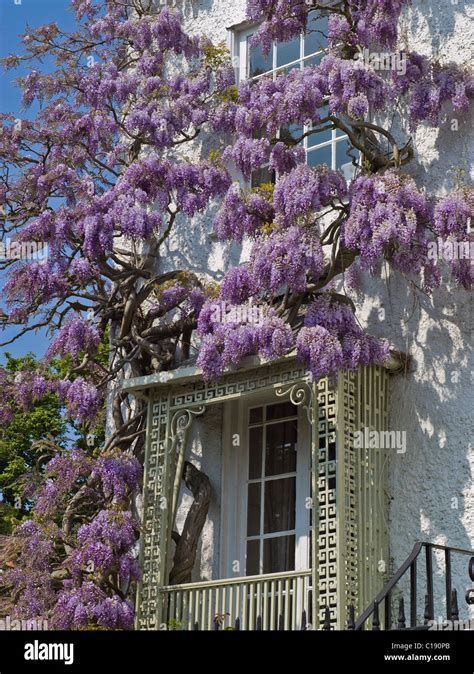 Wisteria In Bloom And Growing Over The Front Of A House In London Stock