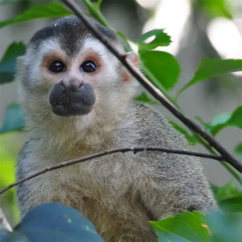 Central American Squirrel Monkey Facts Diet Habitat And Pictures On