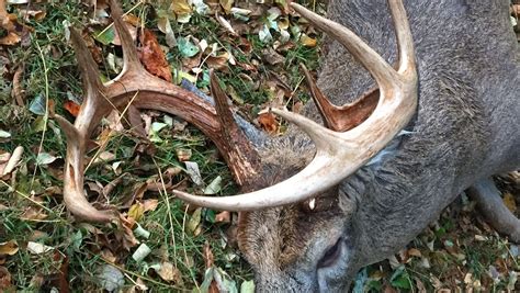 Illegally Killed York Area Buck Likely Trophy Class Officials Say