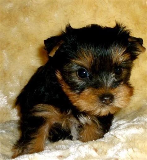 There are girls and boys available. toy yorkies, they are 5 pounds fully grown | Yorkie puppies for adoption, Miniature yorkie ...