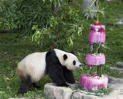 Smithsonians National Zoos Giant Panda Turns Four Flickr