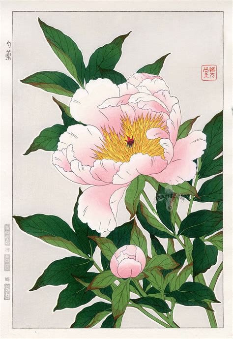 Peony From Shodo Kawarazaki Spring Flower Japanese Woodblock Prints