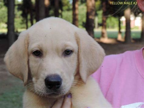 Yellow Lab Male Puppies Akc Reg Championship Bloodlines For Sale In