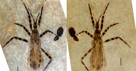 A Surprise In A 50 Million Year Old Assassin Bug Fossil Its Genitals