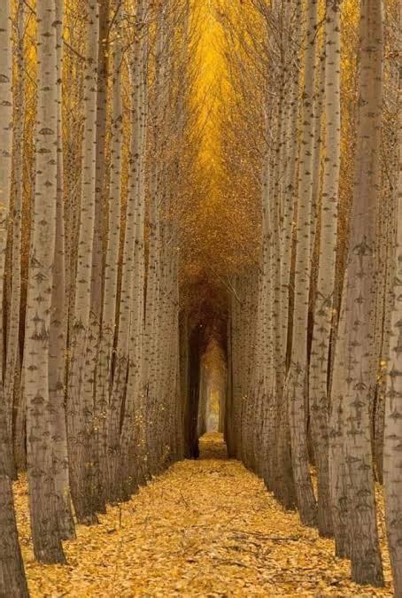 Best Aspens Images On Pholder Earth Porn Colorado And Aww