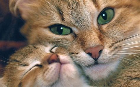 Cute Cat And Kitten Hd Wallpaper