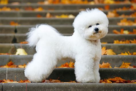 Bichon Frise Haircut Styles Pictures What Hairstyle Is Best For Me
