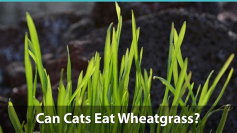 Both indoor and outdoor cats can benefit from having cat grass. Can Cats Eat Wheatgrass?