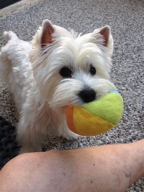 Dogs all motors for sale property jobs services community pets. Mini.... #westie #puppy #westhighlandwhiteterrier | Westie ...