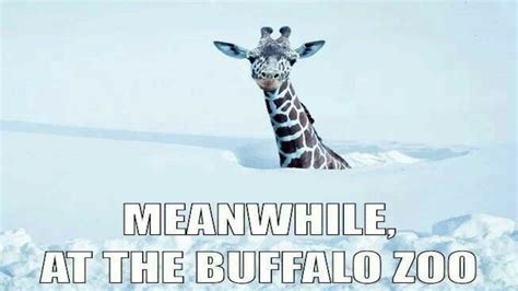 Snow Humor Buffalo New York Buffalo Ny Buffalo