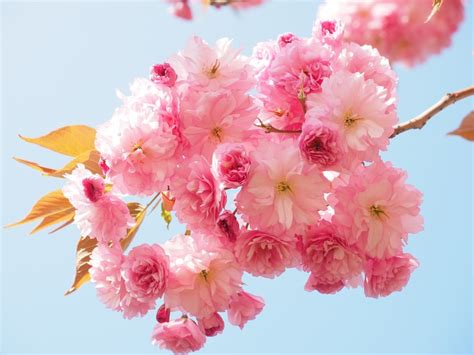 Cherry Blossom Japanese Cherry Smell Blossom Bloom K Hd Wallpaper