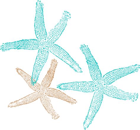 Starfish Vector Png Transparent Background Free Download 19867