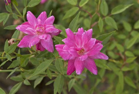 Check spelling or type a new query. Троянда / Роза / rose flower | Plants