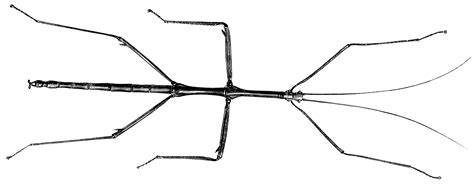 Stick Insect Clipart Etc