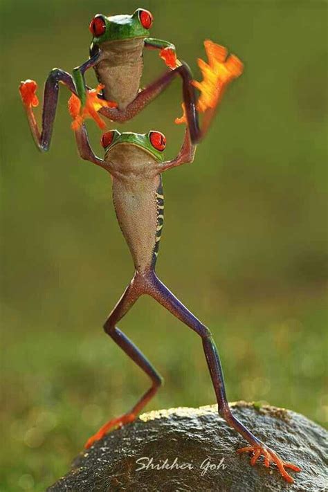 Dancing Or Playing Leap Frog Funny Frogs Funny Animal Pictures