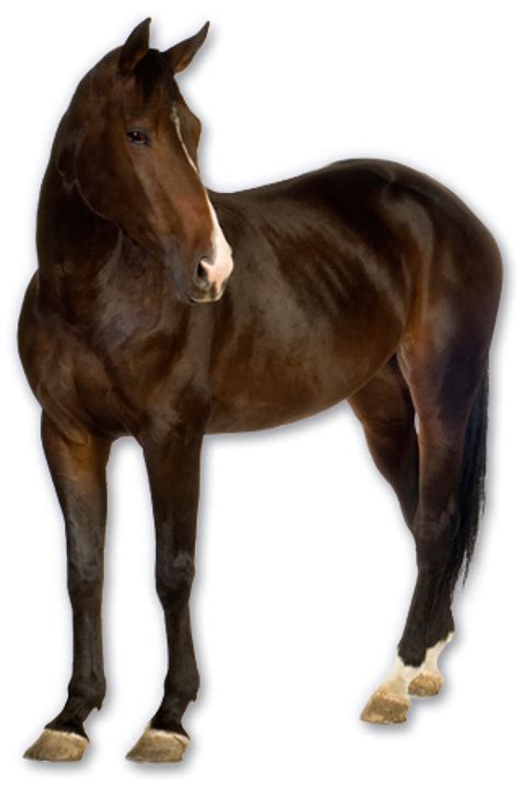 Horse Png Free Image Download 33 Png Images Download Horse Png Free