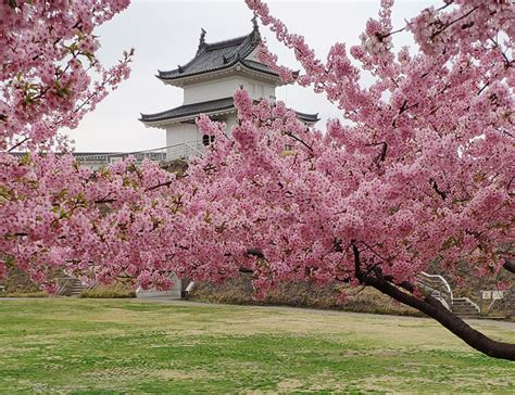 Cherry Blossom Viewing Guide 2020 Kansai Region Japan Forward