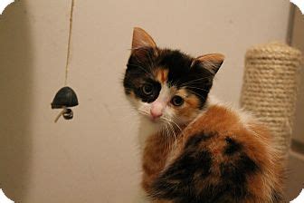 In folklore, calicos are revered worldwide for their good luck. Smudge | Adopted Kitten | Rochester Hills, MI | Calico