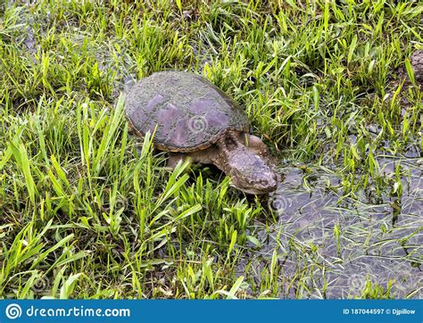 A Common Snapping Turtle Walking Along A Shallow Water Filled Ditch In