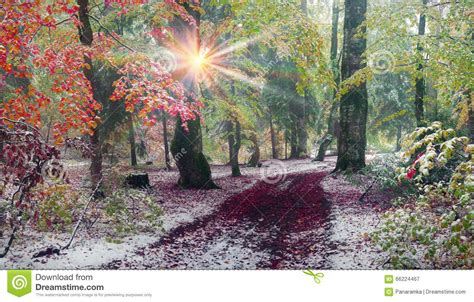 First Snow In The Autumn Stock Image Image Of Fantasy 66224467