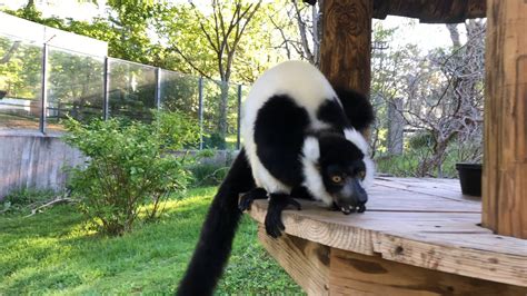 Natzoozen Black And White Ruffed Lemur Alarm Call Youtube