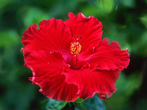 Coles Florist Inc Tropical Hibiscus Care And Facts — Coles Florist Inc