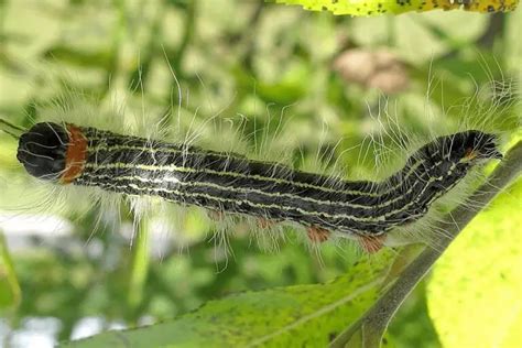 What Are The Caterpillars That Fall Out Of Oak Trees