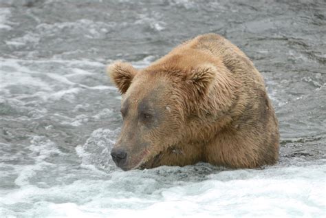 The Difference Between Brown And Grizzly Bears Wandering At Large
