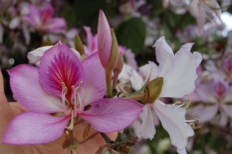 Sevilla Y Sus Árboles Hablemos Del árbol Pata De Vaca