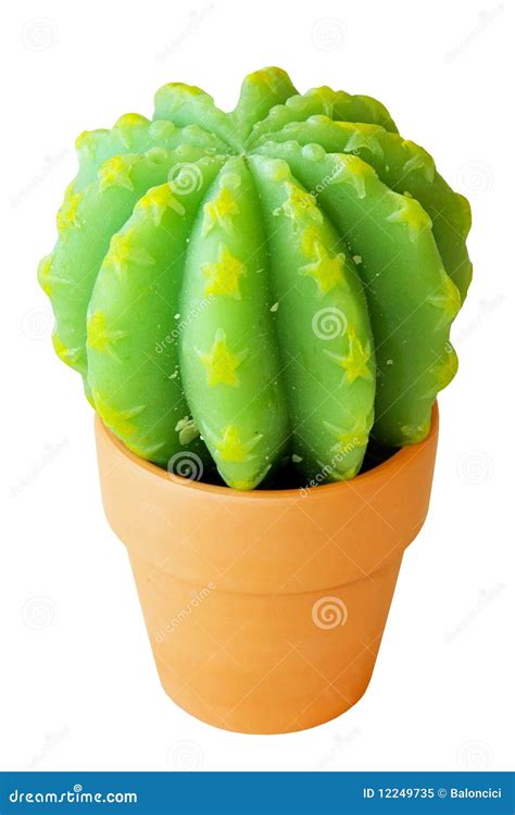 Star Cactus Stock Image Image Of Leaves Isolated Leaf 12249735