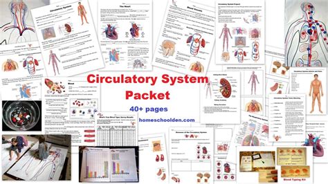 Oops, looks like cookies are disabled on your browser. Circulatory System Packet: Worksheets and Hands-on ...