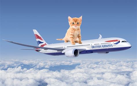 British Airways Adding Cat Videos To Its Roster Of In Flight Entertainment