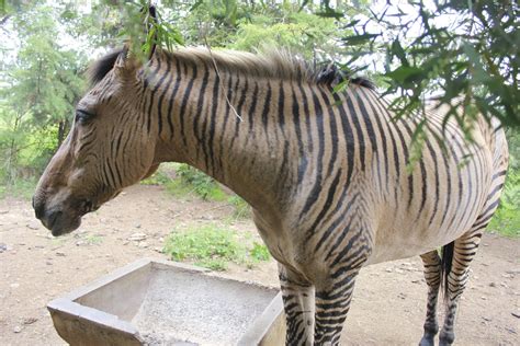 Rare Zebroid Half Grevys Zebra Half Horse All Awesome If Only It