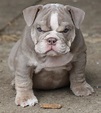 Perro bulldog bebé - Imagui
