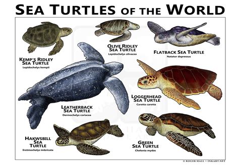 Sea Turtle Facts 7 Types Of Protected Chelonians