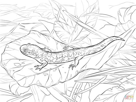 Best Ideas For Coloring Salamander Coloring Page The Best Porn Website