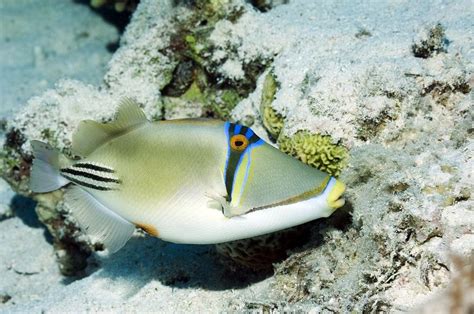 Arabian Picasso Triggerfish Photograph By Georgette Douwma