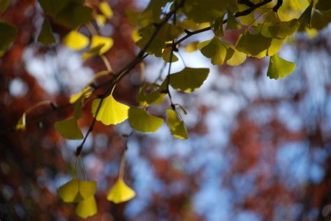 Ginkgo Gold Photograph By Jp Rhea Fine Art America