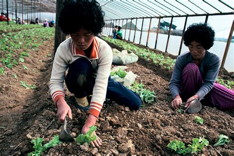 South Koreas Farming Culture Points To The Future For Sustainable